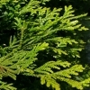 Thujopsis dolabrata -- Hiba-Lebensbaum